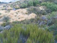 Albums/20060200-New Zealand 2006/20060204-Arthurs_Pass/16